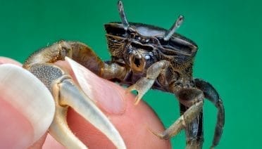 Crabs Help Solve Mystery