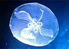 aope_bio_callout_38825.jpg Biological and Biogeochemical Fluid Mechanics
