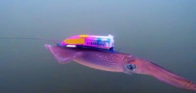 To Tag a Squid