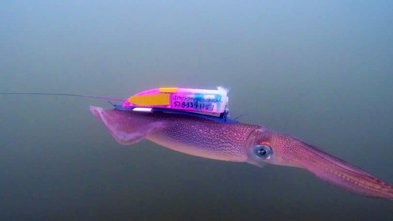 To Tag a Squid