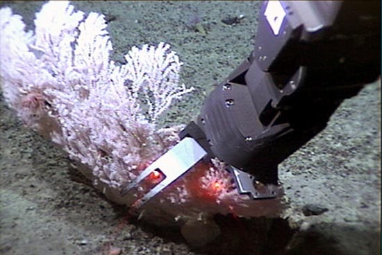 Jason's robotic arm collects a coral at 2.7 km (1.7 miles) depth during a 2004 dive to the Gulf of Alaska. The picture is one of many thousand Jason-in-action shots available for viewing via the Virtual Control Van. (photo by Woods Hole Oceanographic Institution)