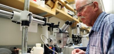 Do Microplastics in the Ocean Affect Scallops?