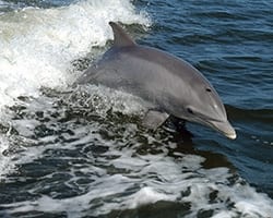 Bottlenose_Dolphin Bottlenose dolphin. NOAA.