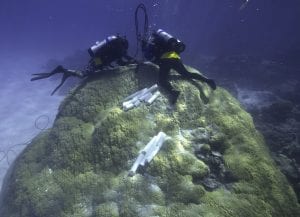 Coral_photo-1_447993