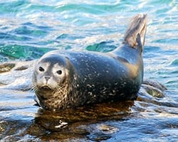 HarborSeal Harbor seal. Public domain.
