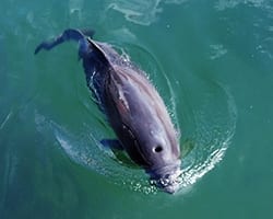 Harbor_Porpoise Harbor porpoise. Public domain.