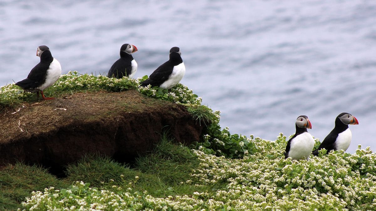 Puffin Soundscapes