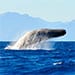 SpermWhalethumbnail_268253
