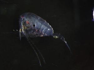Tarrant_Pleuromamma_509193