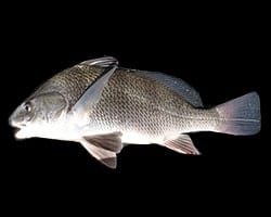 blackdrum Black drum. Public domain.