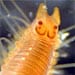 callout-exp_jellies_x_42769_184093