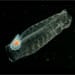 callout-stowaway_x_88790_184113