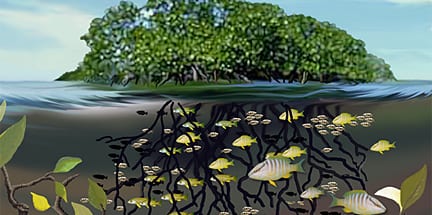 coastalecosystem_x_205633.jpeg
