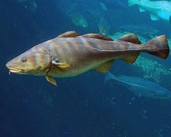 cod Cod fish. Photo by Hans-Petter Fjeld.