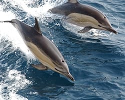 common Common dolphin. NOAA.