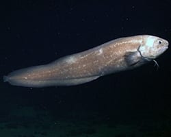cuskeel Cusk eel. NOAA.