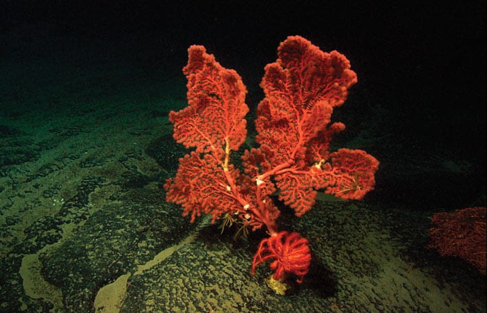 Sea Coral Reef