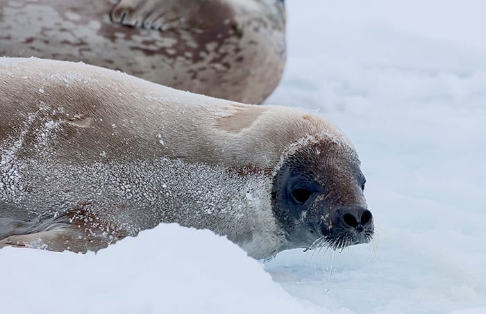Seal Facts - Woods Hole Oceanographic Institution