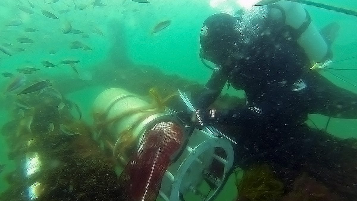 Spring Arrives Earlier in the Ocean Too