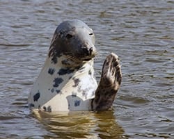 grayseal Gray Seal. Public domain.