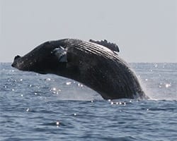 humpback Humpback whale. Photo by Melissa Patrician, WHOI.