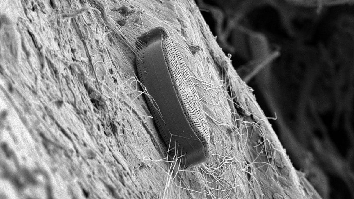Hitching a Ride – Woods Hole Oceanographic Institution Hitching a Ride – Woods Hole Oceanographic Institution