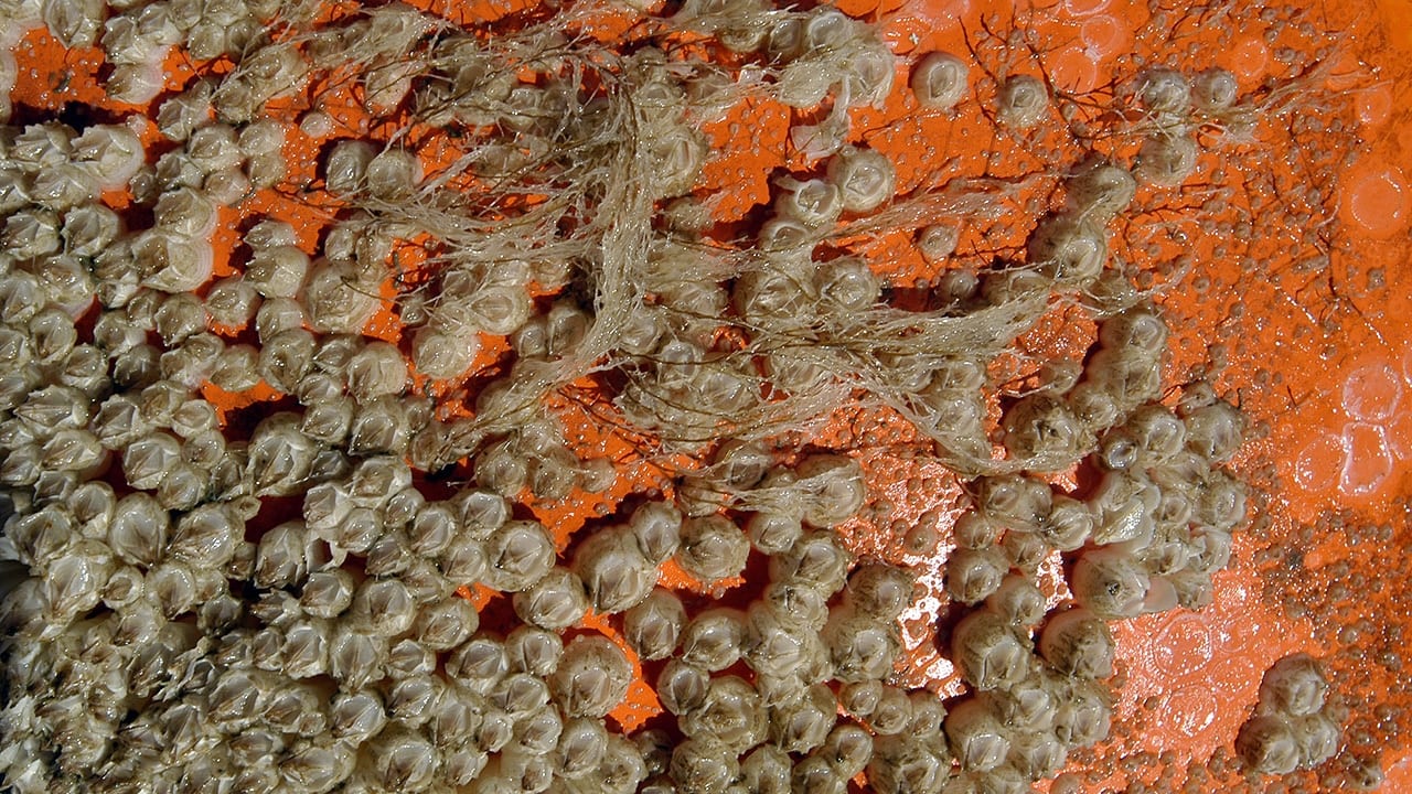 Biofouled