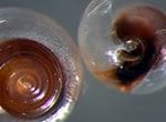 ocean acidification faqs
