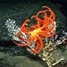 oceanexplorer_northatlanticseamounts_x_76034