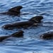 pilot-whale2-en_295498-75_297154