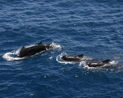 pilotwhales Long-finned pilot whale. Photo by Amy Nevala, WHOI.
