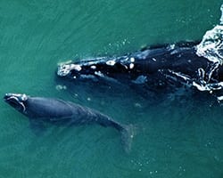 rightwhale North Atlantic Right Whale. Photo courtesy of WHOI Archives.