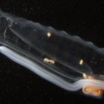 salp1_196674.jpeg
