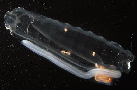 A single salp