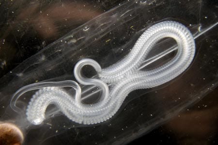 A close-up view of a solitary salp