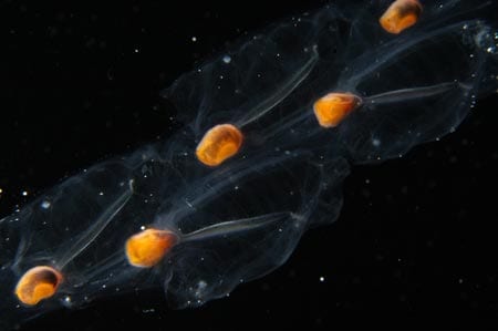 chain of salps