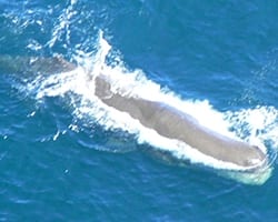 spermwhale Sperm whale. Public domain.