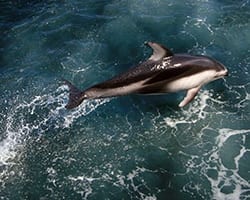 white-sided Atlantic white-sided dolphin. Photo by Lance Wills, WHOI.