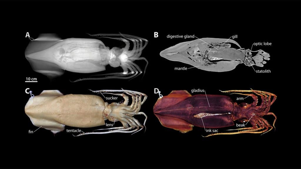 New Techniques Open Window into Anatomy of Mollusks
