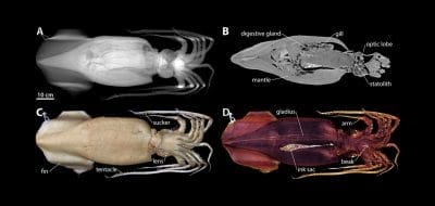 New Techniques Open Window into Anatomy of Mollusks