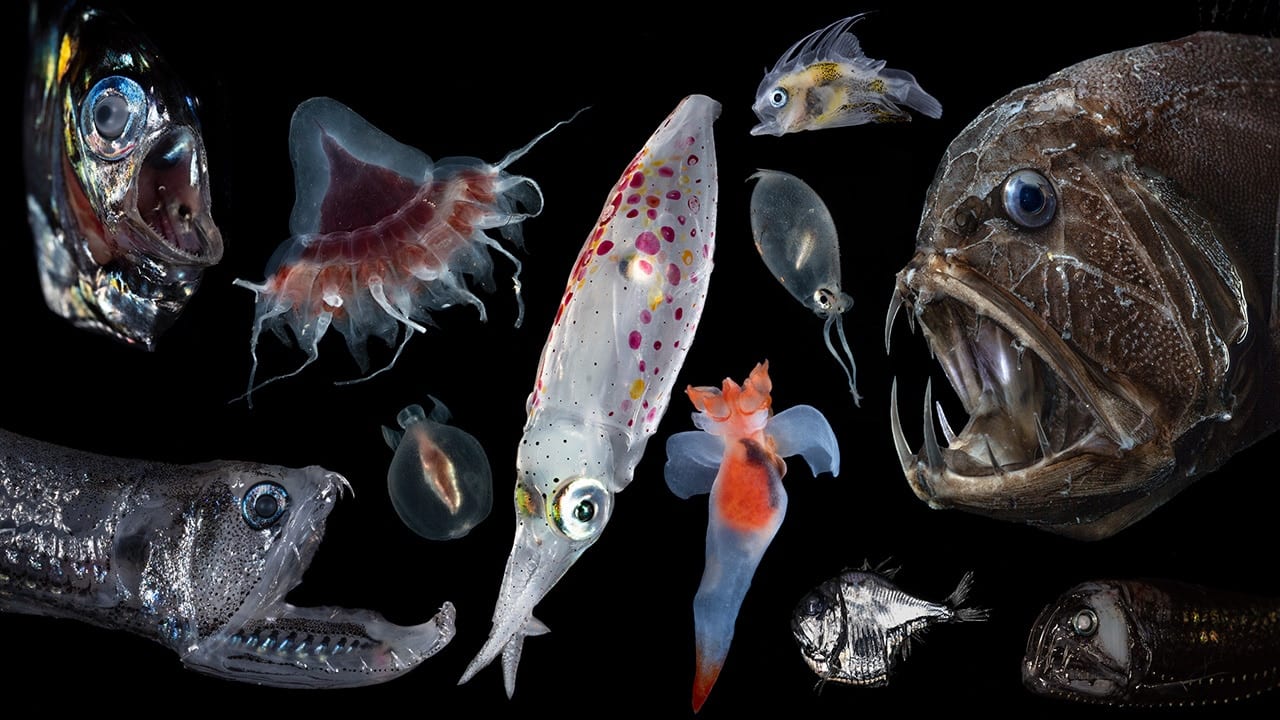 Representation Of The High Biodiversity Of Tropical Marine Ecosystems Download Scientific Diagram