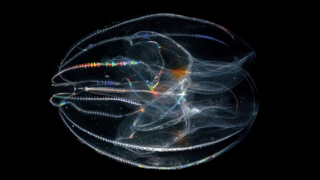 Deep-living, transparent, and heart-shaped, this ctenophore (or comb-jelly) is called <em>Thalassocalyce,</em> which means "sea chalice." Like all ctenophores, it is predatory, catching prey with sticky secretions. (Photo by Larry Madin, Woods Hole Oceanographic Institution)