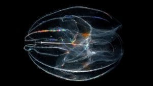 Ctenophore