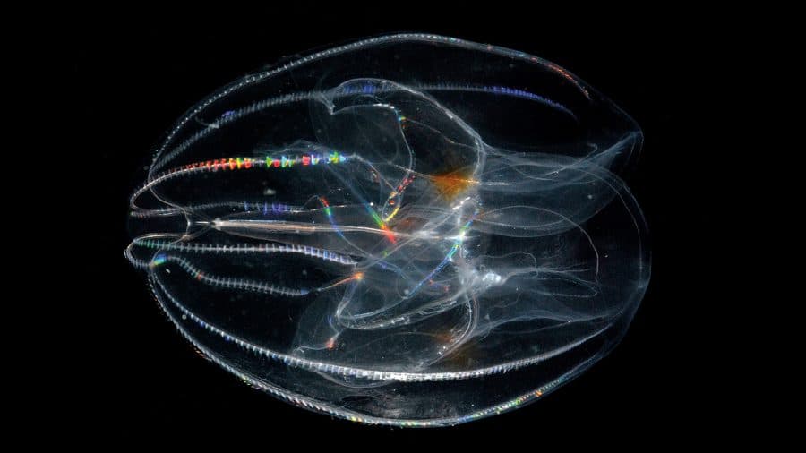 Jellyfish & Other Zooplankton Woods Hole Oceanographic Institution