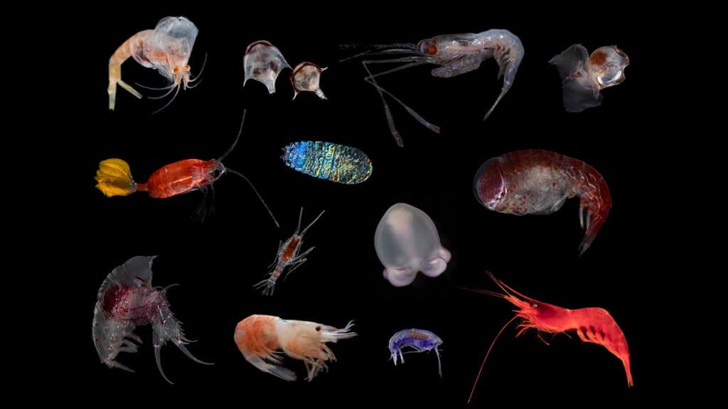 In Praise of Invertebrates