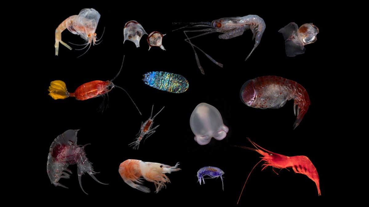 In Praise of Invertebrates