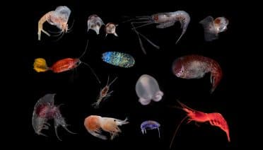 In Praise of Invertebrates