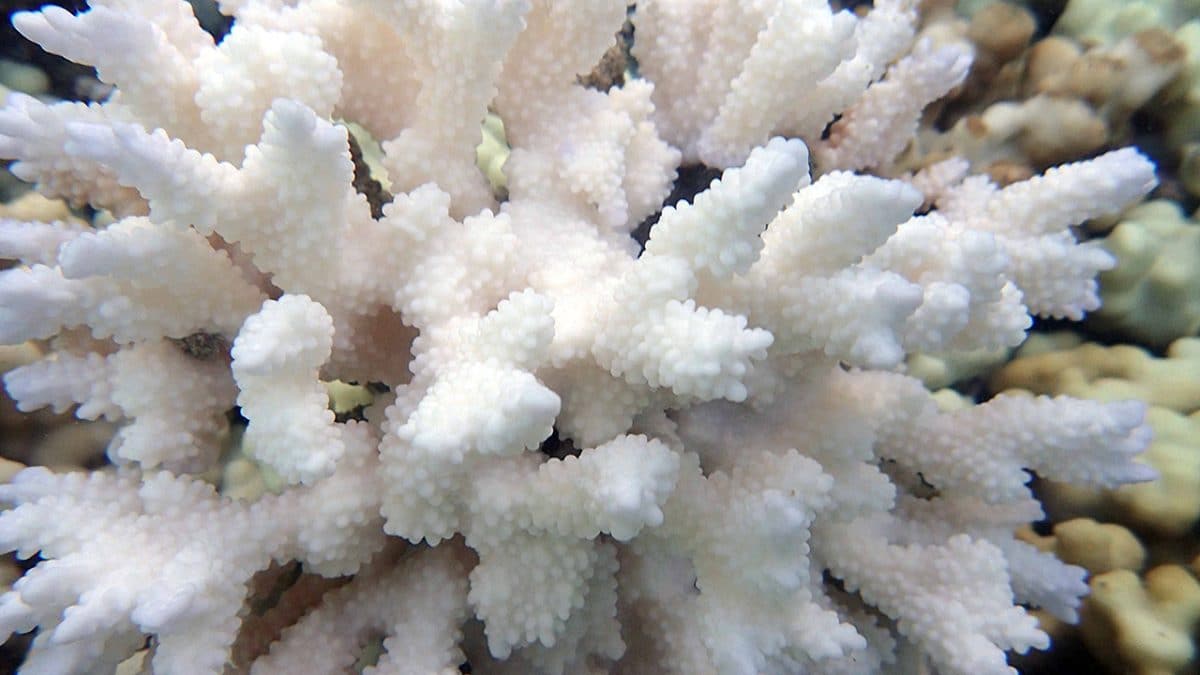 Coral in a Warming World