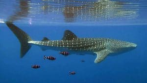 whale shark