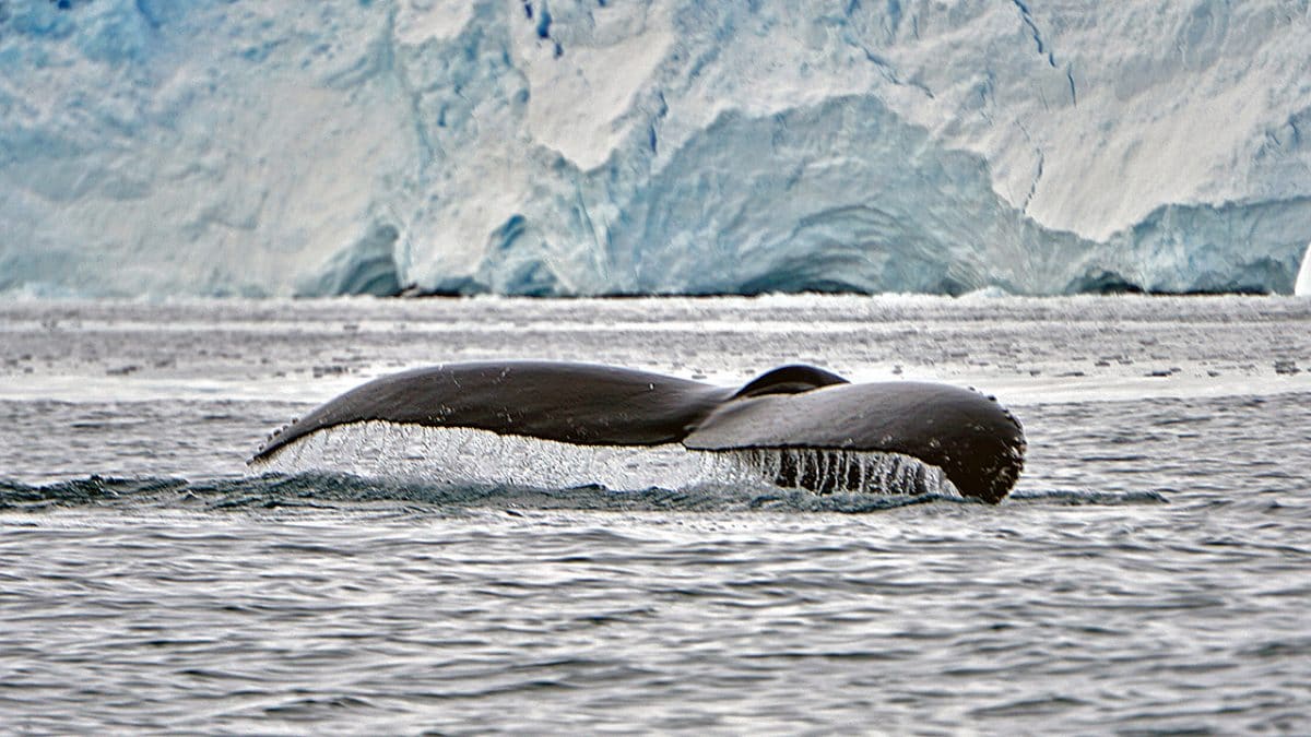 Marine Mammals - Woods Hole Oceanographic Institution